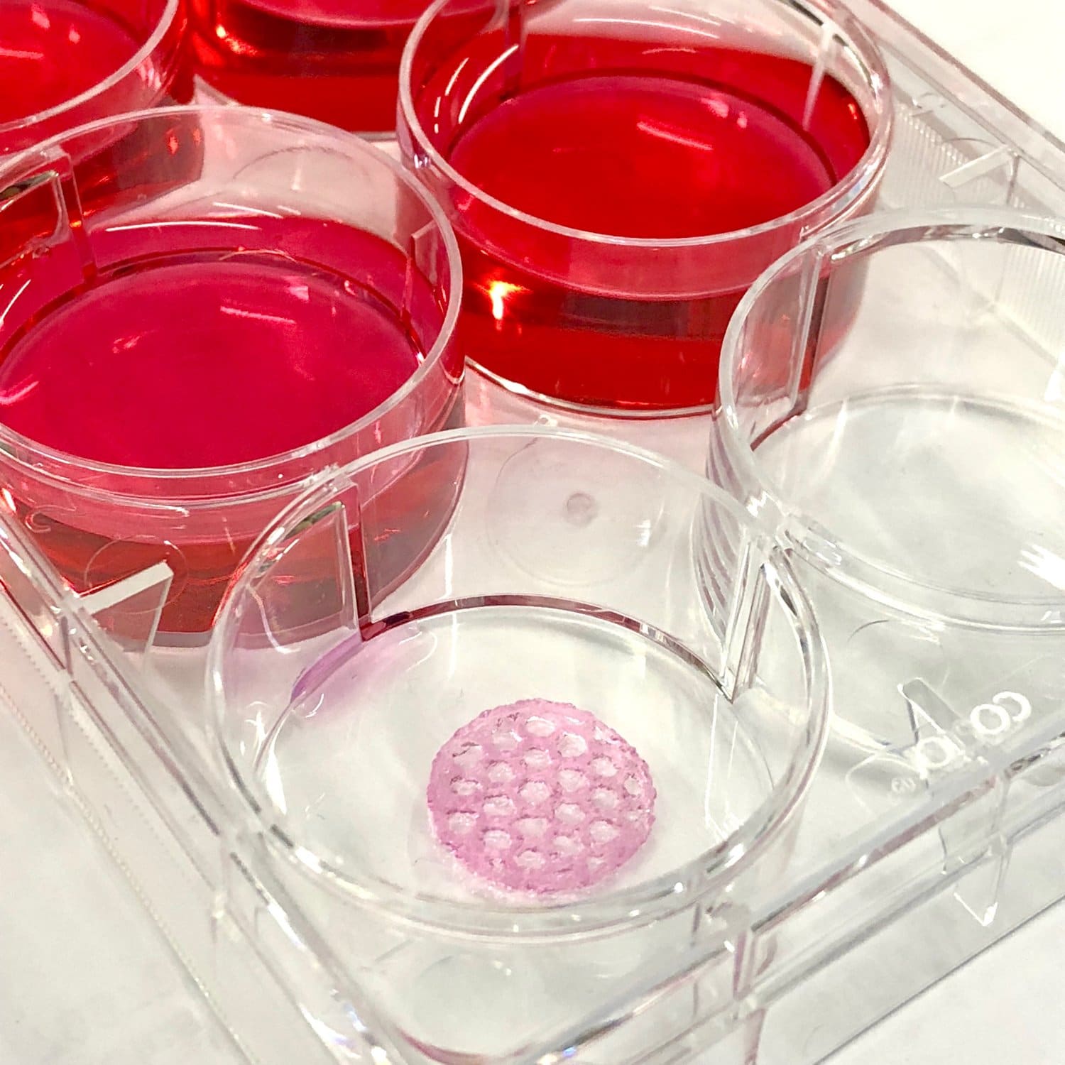 sterile gelMA solution - 3d bioprinted into a 6 well plate