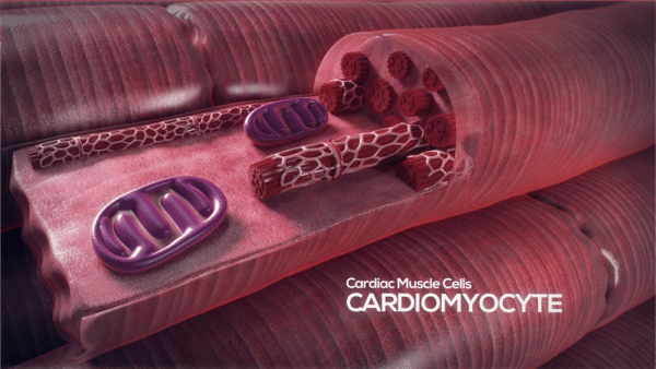 cardiac muscle myocytes fibroblasts george washington university allevi 3d bioprinters and bionk