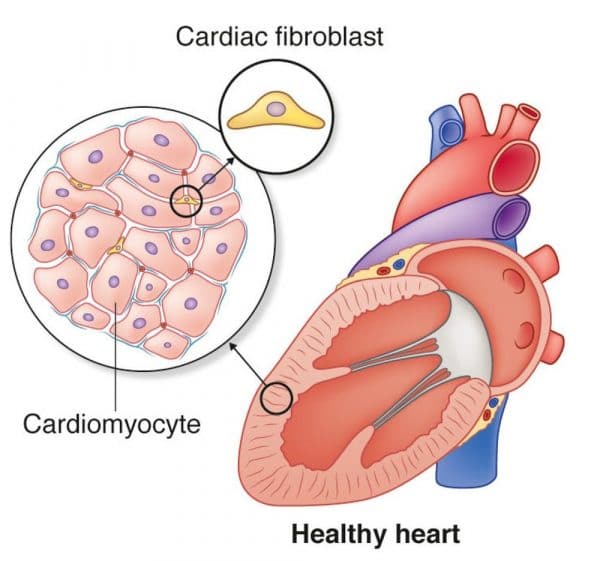 Bioprinting Heart Tissue