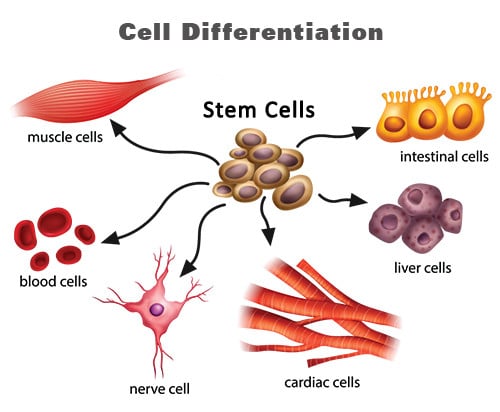 Reprogramming the fate of cells - cell differentiation