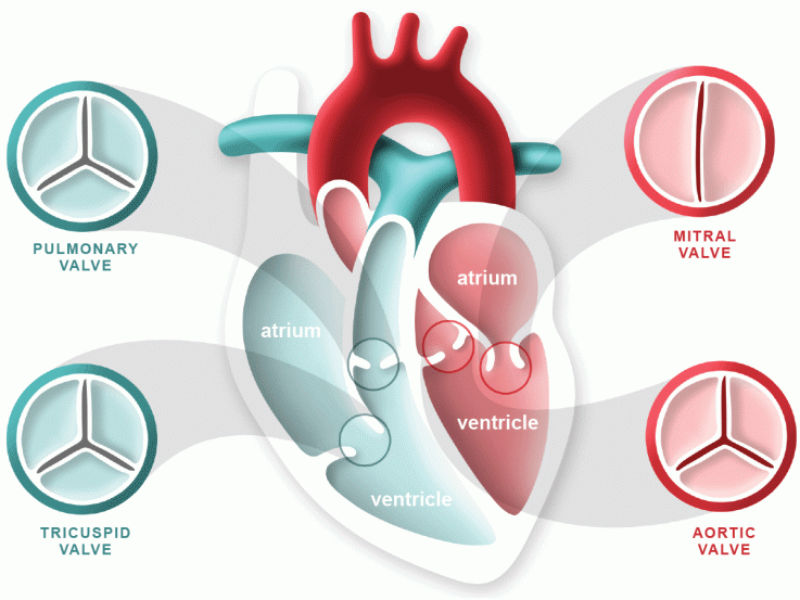 heart-valve-labelled-diagram