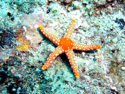 starfish regneration regenerative allevi