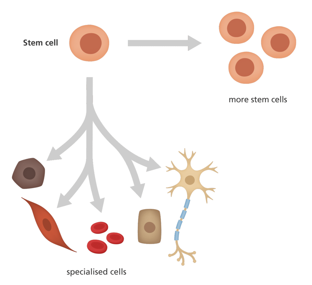 stem cells differentiation to specialised cells