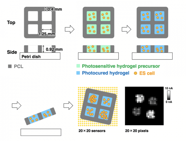 tohoku university allevi bioprinter bioprinted hydrogel imaging