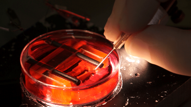 Scientists Create Beating Heart Tissue in a Lab Dish