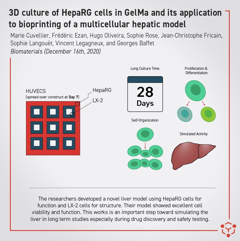 improved 3D liver model allevi author bioprinting